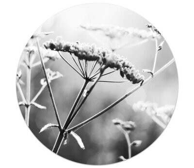 Muurcirkel foto zwart wit zomerbloem