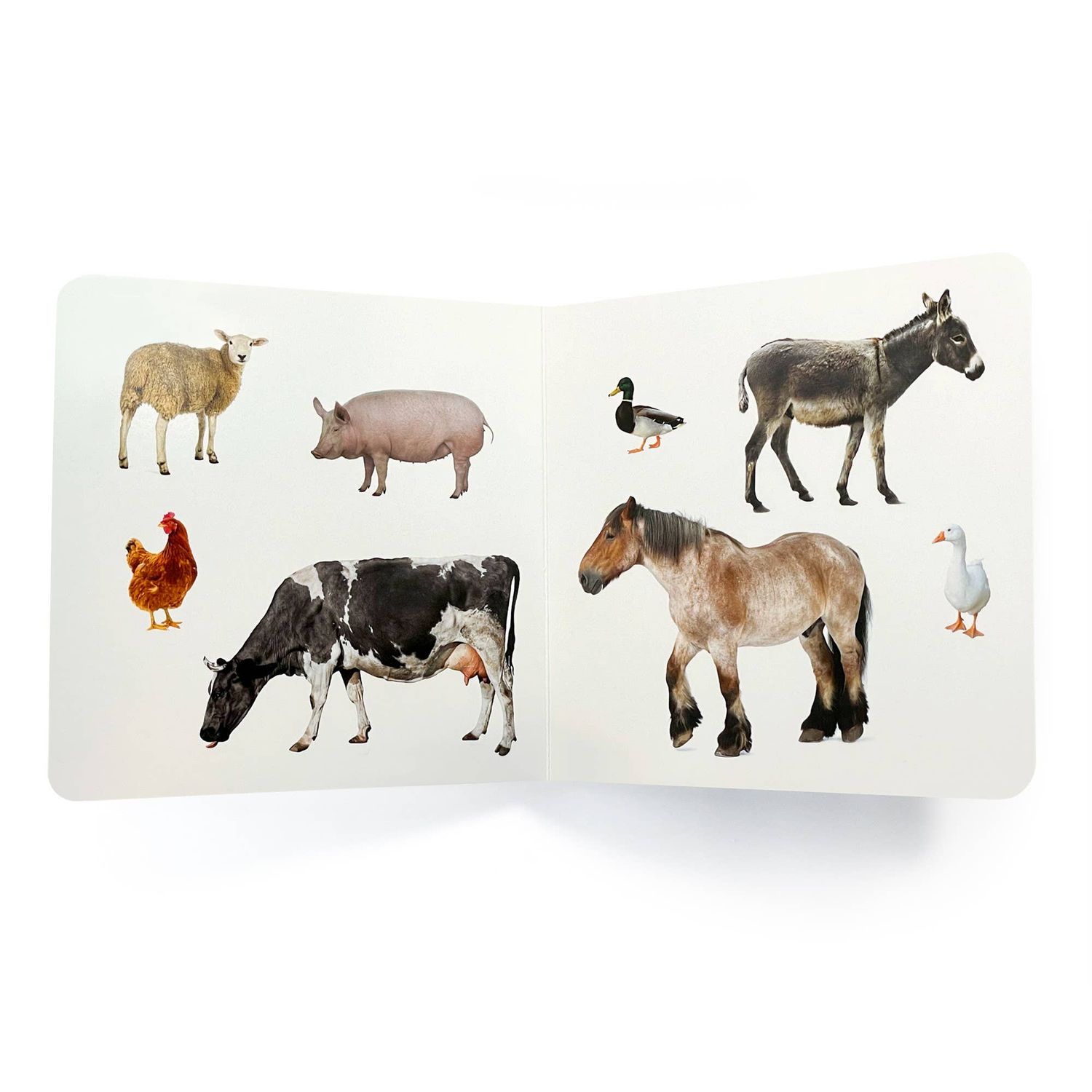 Farm Animals Educational Baby Book – Visual Learning for Babies &amp; Toddlers