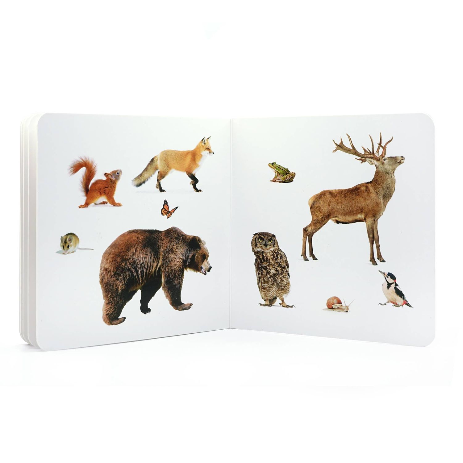 Forest Animals Educational Baby Book – Visual Learning for Babies &amp; Toddlers