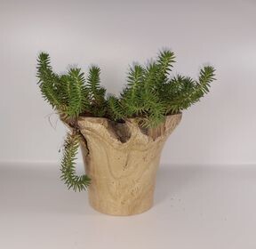 Bloempot/cache-pot