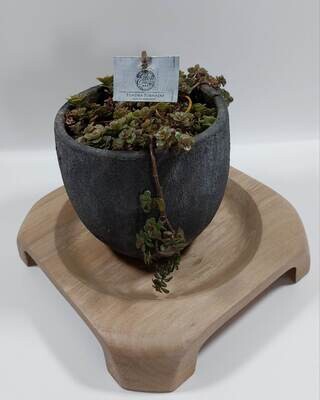 Houten schaal, taartplateau, handmade, handgemaakt in België op de houtdraaibank, houtsoort 'Vervuurde Plataan' , verschillende doeleinden, #5