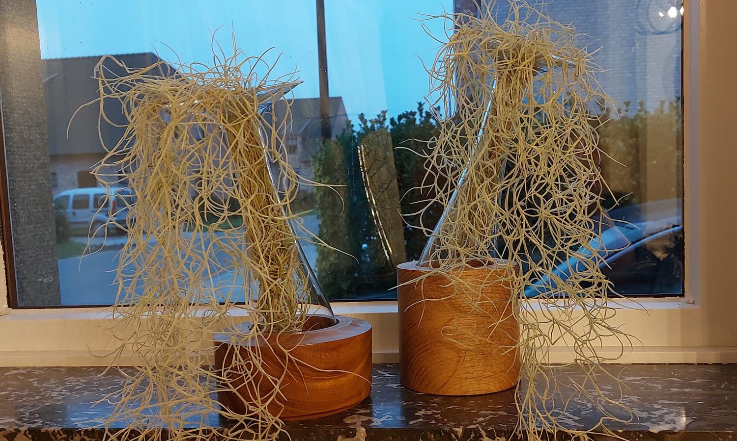 Airplant, luchtplantje, spaans mos in Queen-glas met een houten houder, handmade, handgemaakt in België op de houtdraaibank, houtsoort &#39;Afromosia&#39;.