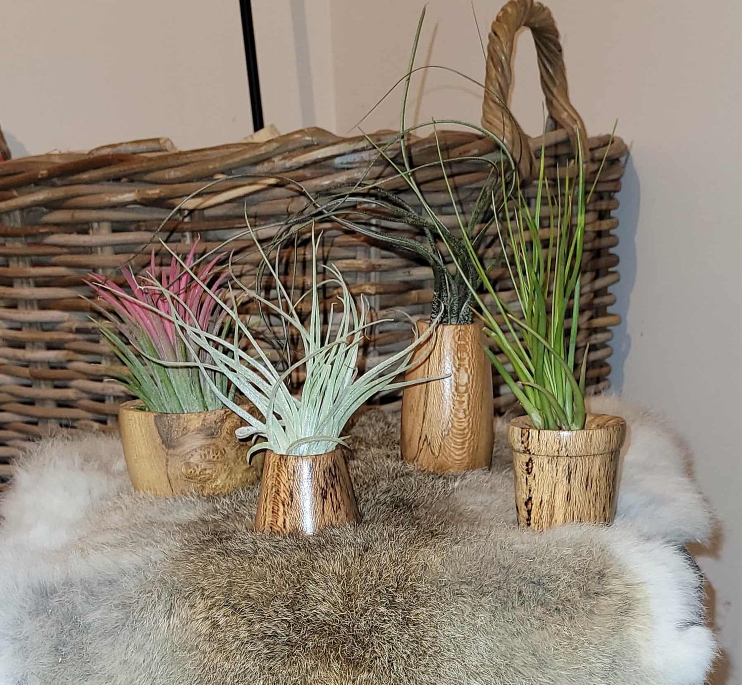 Mini bloempotjes, cashe-pot voor luchtplantje, airplantje, tilliandsia handmade in Belgium, handgemaakt in België op de houtdraaibank, houtsoort 'Acacia Burl’, ‘vervuurde beuk en plataan’. Mini bloempotjes, cashe-pot voor luchtplantje, airplantje, tilliandsia handmade in Belgium, handgemaakt in België op de houtdraaibank, houtsoort 'Acacia Burl’, ‘vervuurde beuk en plataan’.