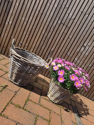 Mand met madeliefjes 🩷