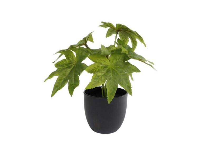 Zijde 'Fatsia sunshine' groen 25cm