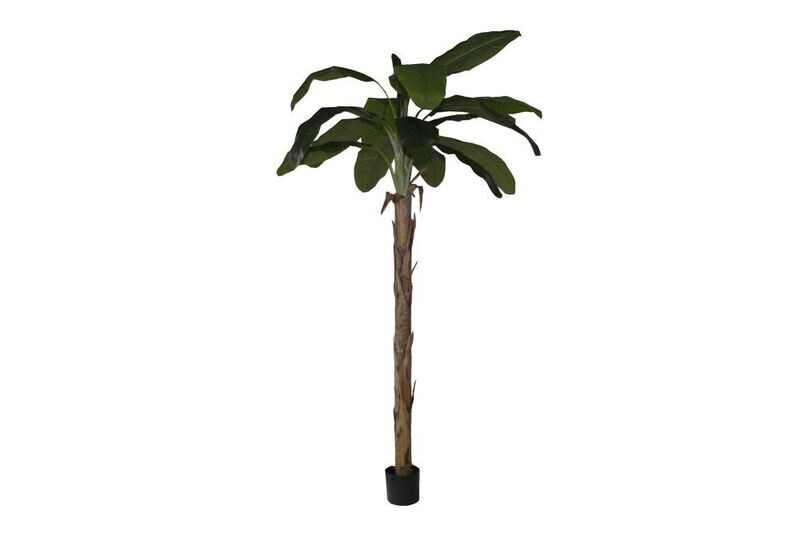 Zijde Banana Tree Agnes in pot 270cm