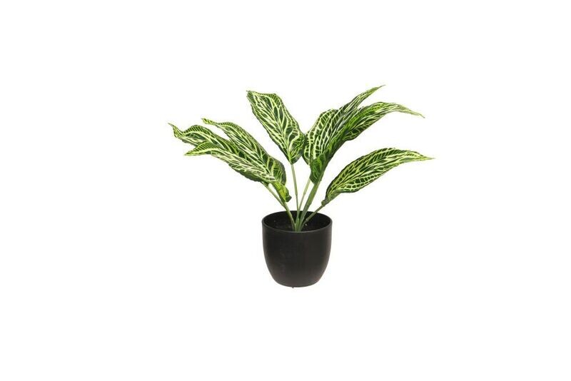 Zijde 'aglaonema sunshine' groen 30,5cm