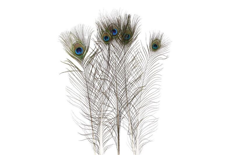 Veren "Pauw" 5x 50cm
