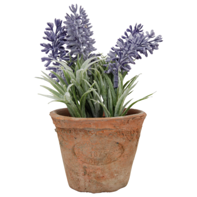 Lavendel in pot S