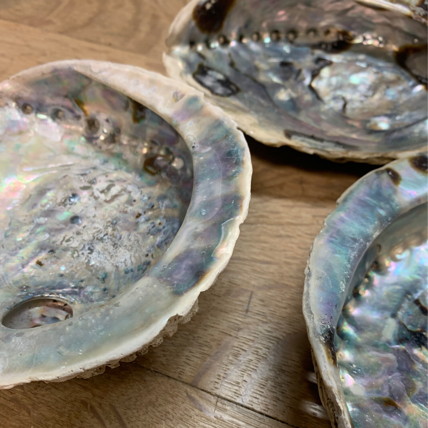 Abalone Shell XL