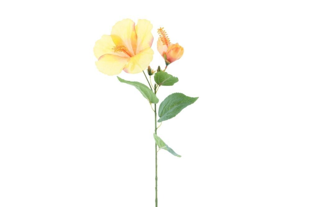 Hibiscus spray orange