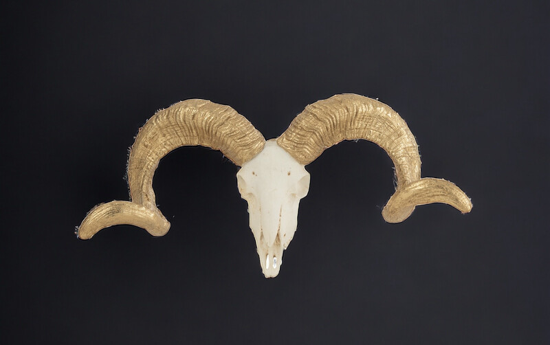 Schedel schaap wit/goud S