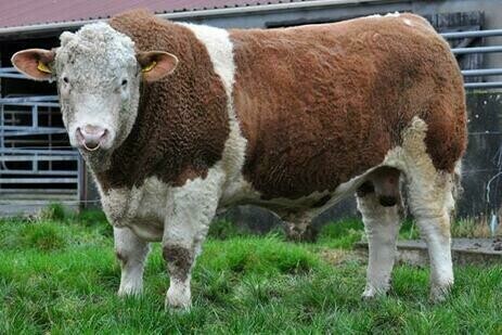KILBRIDE FARM IVANHO 17 (PP)