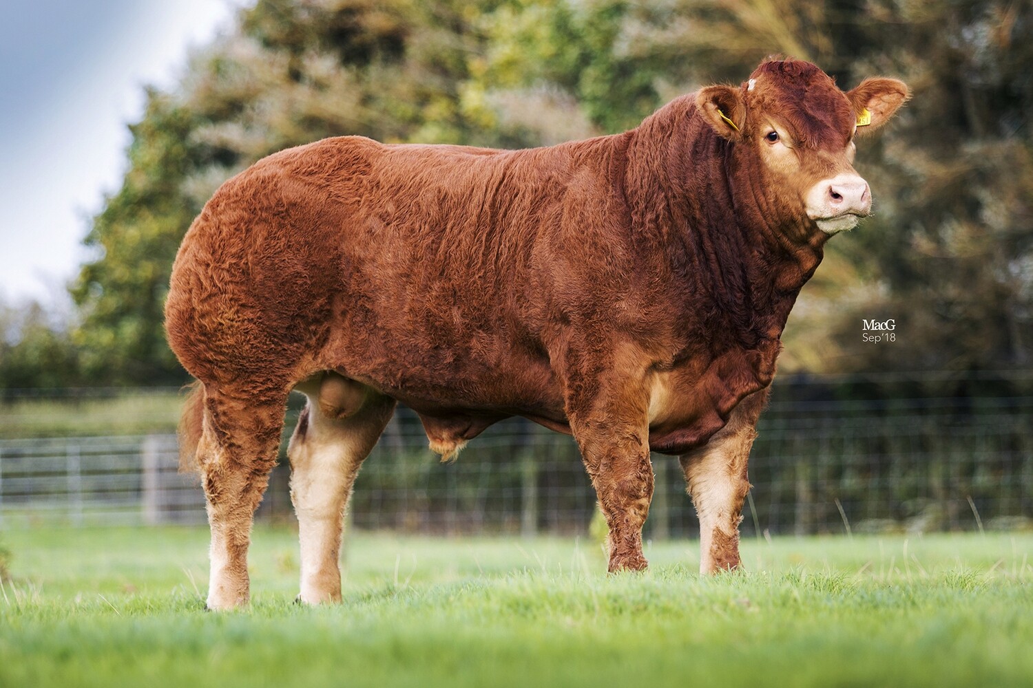 CARRICKMORE MAXIMUS