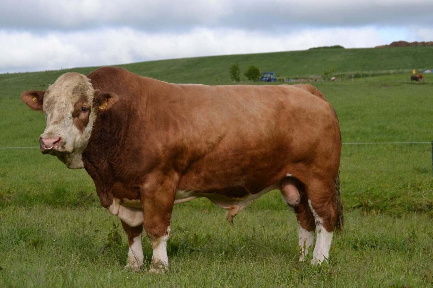 BANWY BONZO