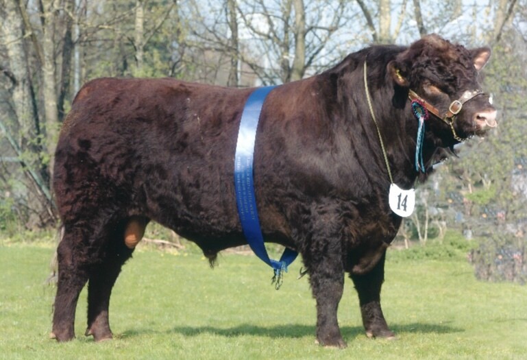BEVERLEY REGAL
