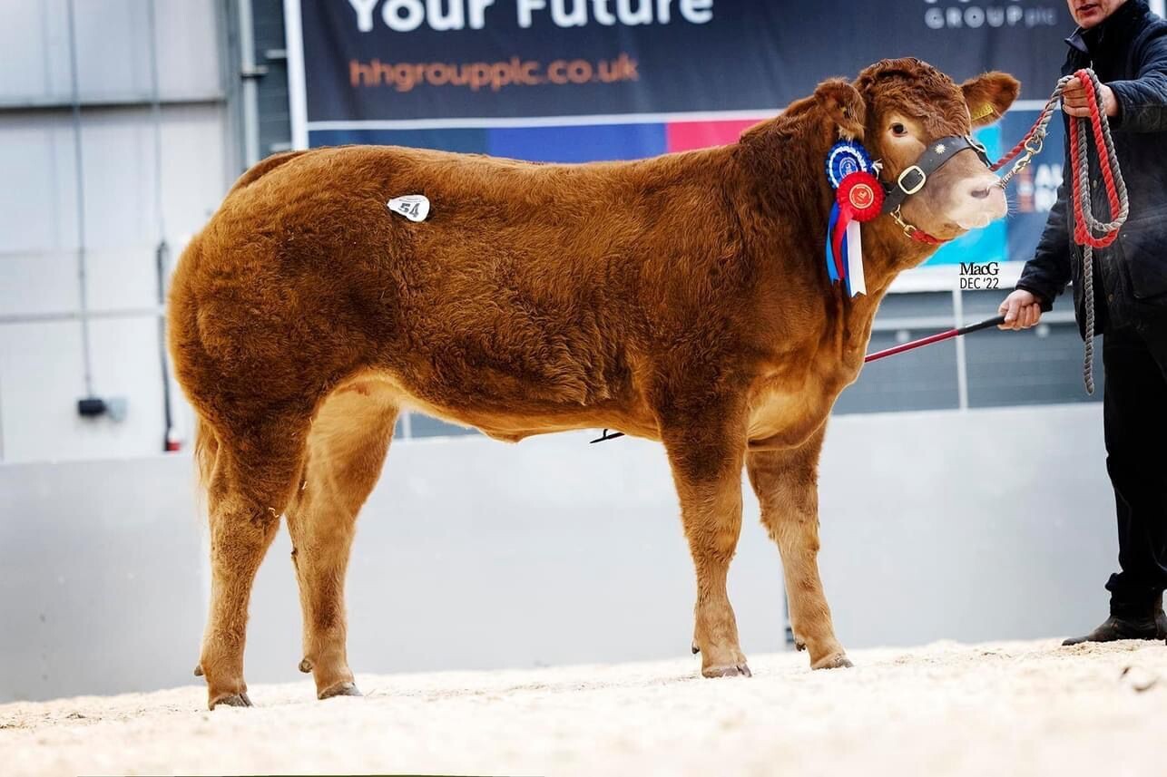 EMBRYOS - SARKLEY SYBELLA x (CHOICE OF SIRE)