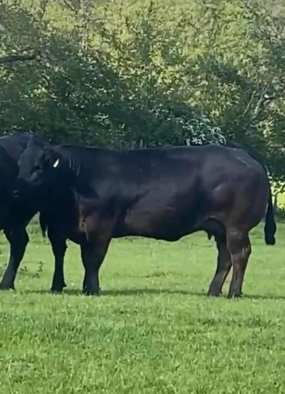 EMBRYO - GOLDY-HORN x (CHOICE OF SIRE)