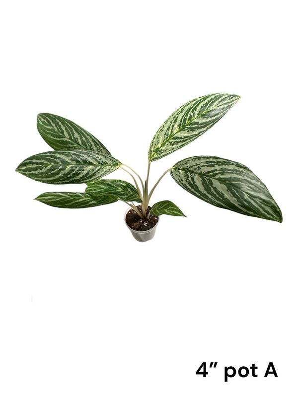 Aglaonema ‘Golden Madonna’