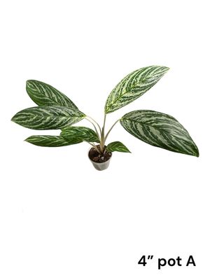 Aglaonema ‘Golden Madonna’