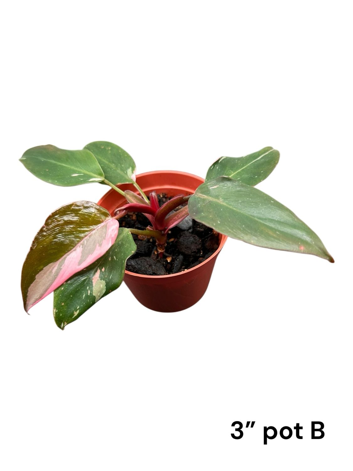 Philodendron Pink Princess