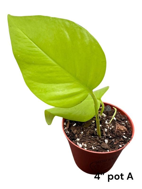 Neon Pothos