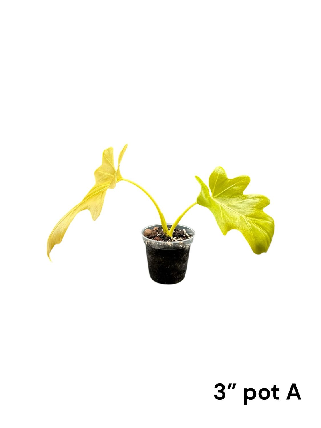 Philodendron Warscewiczii Aurea - Gold