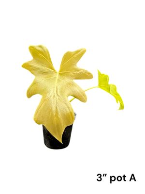 Philodendron Warscewiczii Aurea - Gold