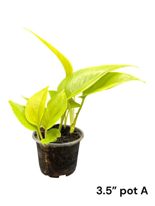 Neon Pothos