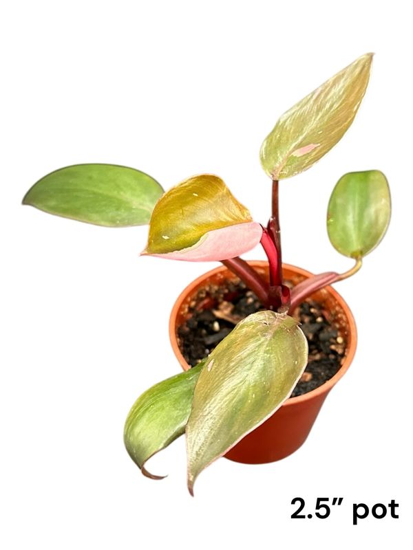 Philodendron Pink Princess