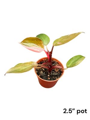 Philodendron Pink Princess