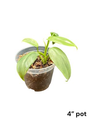Philodendron Silver Sword