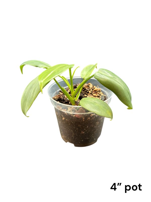 Philodendron Silver Sword