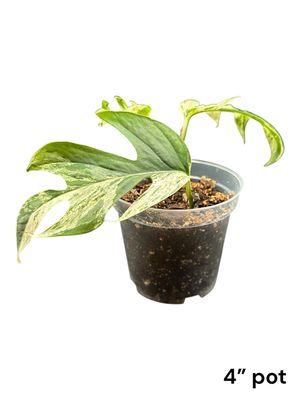 Epipremnum Pinnatum Albo