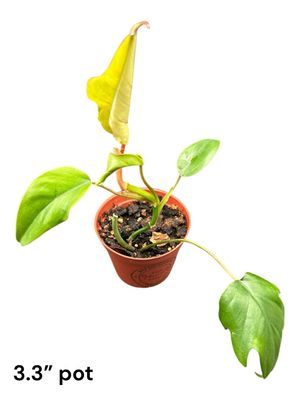 Philodendron Tahiti 