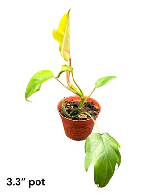 Philodendron Tahiti 