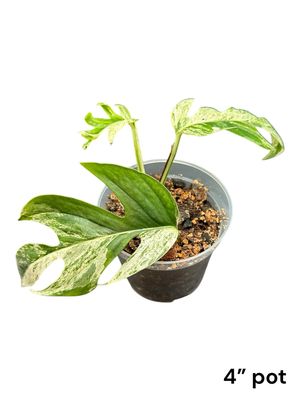 Epipremnum Pinnatum Albo