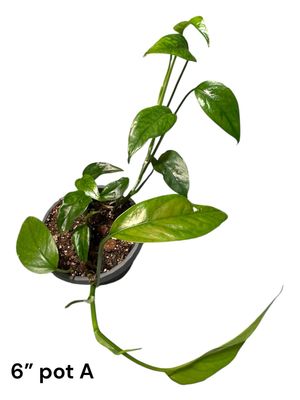 Baltic Blue Pothos