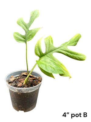 Rhaphidophora Tetrasperma