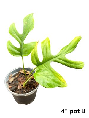 Rhaphidophora Tetrasperma