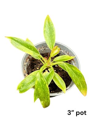 Philodendron Ring Of Fire