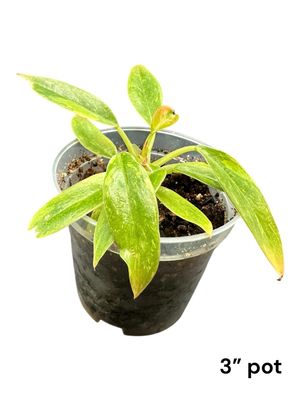 Philodendron Ring Of Fire