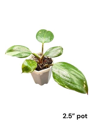 Philodendron White Knight