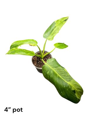 Philodendron Jose Buono