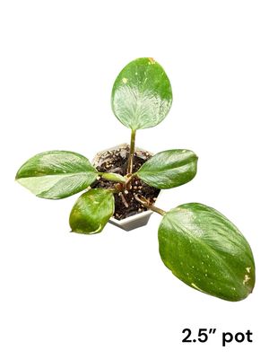 Philodendron White Knight