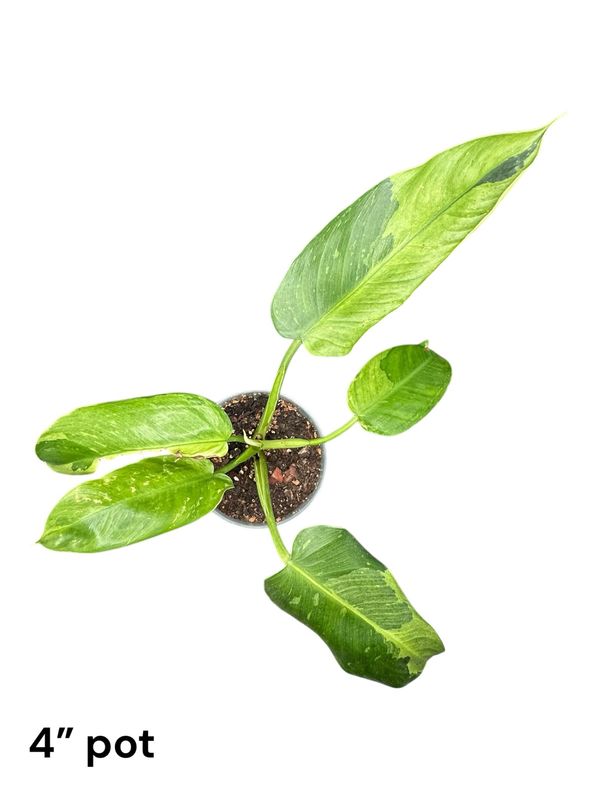 Philodendron Jose Buono