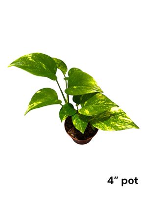 Hawaiian Pothos