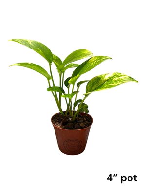 Hawaiian Pothos