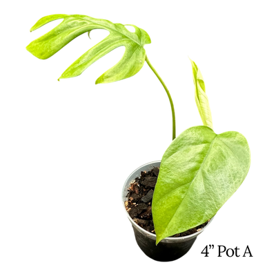 Rhaphidophora Tetrasperma
