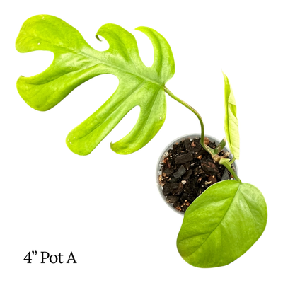 Rhaphidophora Tetrasperma